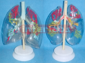 HUMAN TRANSPARENT LUNG SEGMENTS MODEL